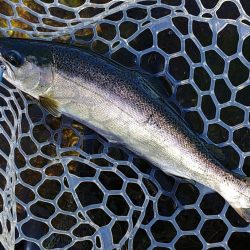 ミノーイングが楽しいフィッシングパーク高島の泉